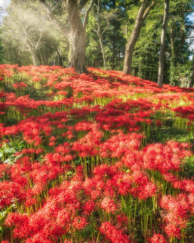 [相片1]紅彼岸花在秋天左右盛開。位於宮城縣大崎市北部的「羽之山公園」是九月下半月，紅彼岸花盛開，整座山被染成夢幻般的迷人紅色。縣內外的許多人都來參觀它，似乎被它迷人的光輝所吸引。