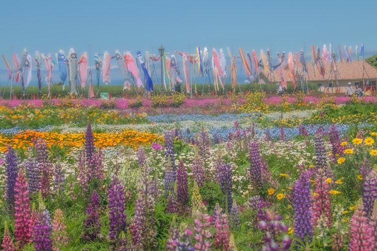 [画像1]たくさんの色鮮やかな花々と鯉のぼりです✨✨長井海の手公園ソレイユの丘から💐