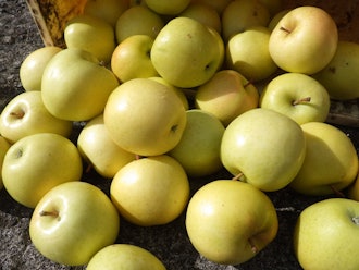 [相片1]蘋果「雅荷」皮裡卡《蘋果在呼喚我》　　　「桃谷好吃」　　　「謝謝♡蘋果。」最後一個是表情幸福的皮裡卡。