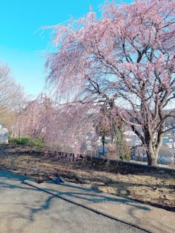 [이미지2][영어/일본어]벚꽃(소메이요시노)도 하치오지에서 피기 시작했습니다. 소메이요시노보다 조금 일찍 피는 미하루타키자쿠라(가지가 처진 벚꽃)는 이제 만개합니다. 사진은 하치오지 가타쿠라