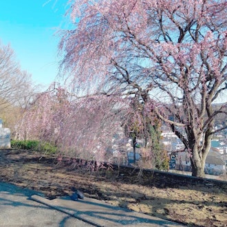 [Image2][English/Japanese]Cherry blossoms (Someiyoshino) have begun to bloom in Hachioji as well. Miharu-tak