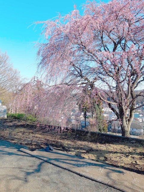 [Image2][English/Japanese]Cherry blossoms (Someiyoshino) have begun to bloom in Hachioji as well. Miharu-tak