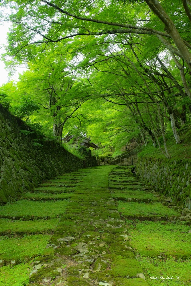 [相片1]百济寺院 2023.06.23水润的绿色植物很漂亮。它位于琵琶湖以东，铃鹿山脉的西坡上。 根据寺庙传说，它是由圣德太子于皋子皇帝十四年（606 年）建造的。 当圣德太子与当时来访的高丽僧人惠姬一起来到