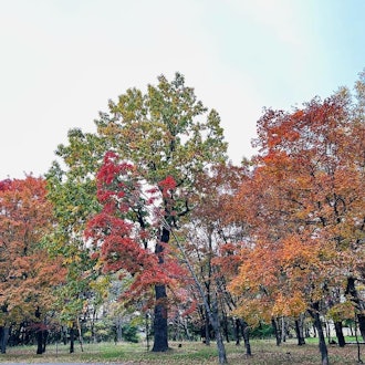 [画像2]10/15音更町の鈴蘭公園の様子です！ようやく冷え込んできたので、紅葉も進んでいました。