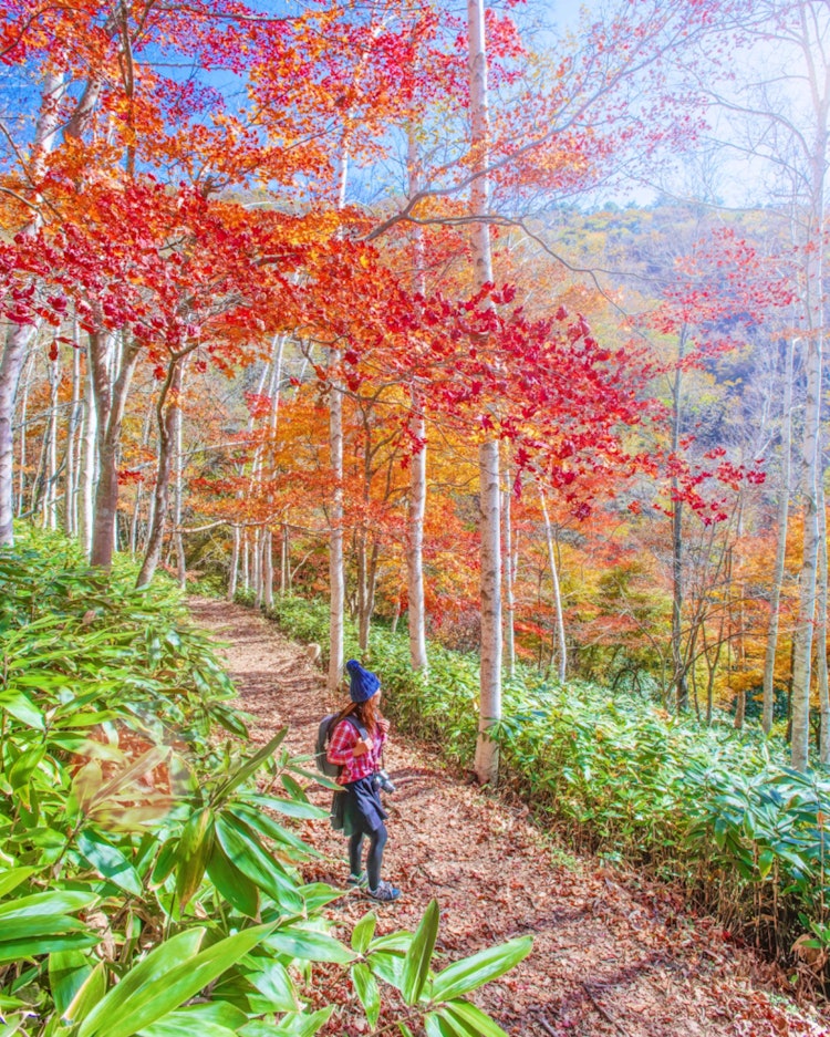 [이미지1]쇼바라, 히로시마(히로시마의 추천 명소)#우시히키 산#히로시마 현립의 숲 자작나무와 단풍이 어우러진 😊 매우 차분한 산길이었습니다히바산과 함께 세트로 즐길 수 있는 단풍 명소입니다