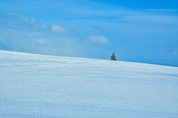 [Image1]A solidarity tree standing in the middle of snow covered white land. Its great view and its usually 