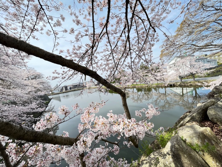 [画像1]🌸🌸🌸桜の世界風に吹かれて🌸🌸🌸滋賀県彦根市彦根城城下町の桜ですイイナ！ と思ってもらえたらイイネボタン押しよろしくお願い致します😌