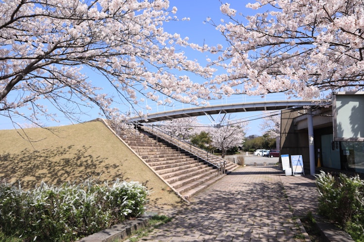 [이미지1]이시카와현 가타야마즈 온천에 있는 '나카타니 우키치로 눈 과학관' 앞 광장의 사진입니다.부지에는 많은 벚꽃이 피고 입구는? 출구? 다리와 계단의 분위기가 좋았습니다!벚꽃이 만개하면