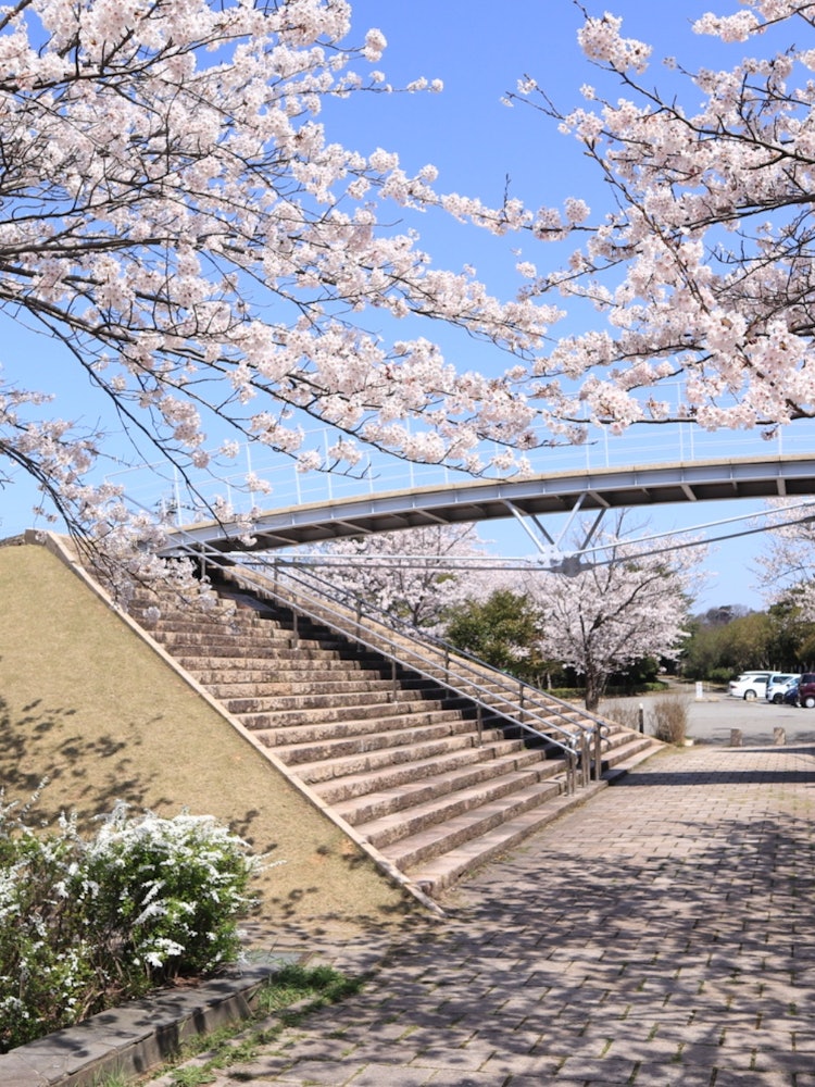 [画像1]石川県片山津温泉内にある「中谷宇吉郎雪の科学館」前の広場の写真です。敷地内にはたくさんの桜が咲いており、入り口？ 出口？ へ架かる橋と階段の雰囲気が良きでした！桜は満開であれば大体いい景色になりますよ