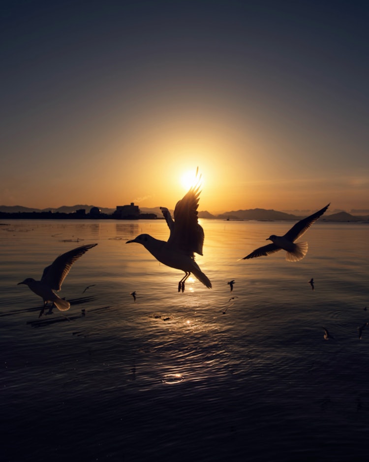 [相片1]廣島縣廿日市市　　（廣島的推薦景點）#地獄前 👈 有朝陽和百合海鷗號輪廓的一件 📸我認為百合海鷗是時候離開了。明年見！！ 😊👋