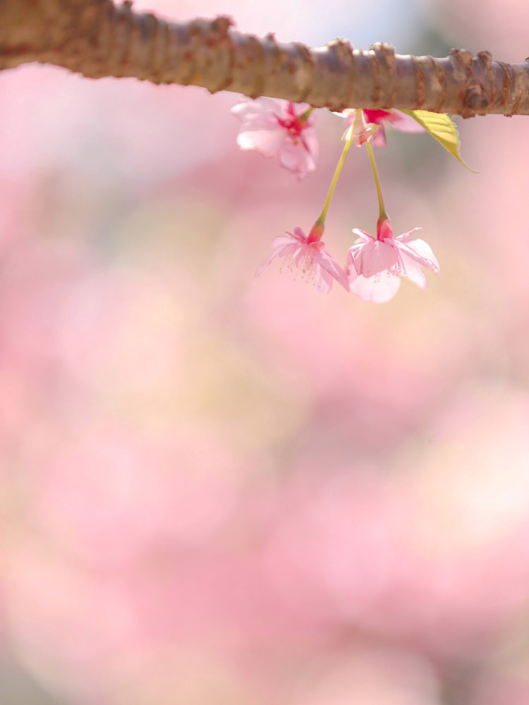 [이미지1]위치: 오이타현 시우라반도가와즈 벚꽃이 아름답게 피었습니다!