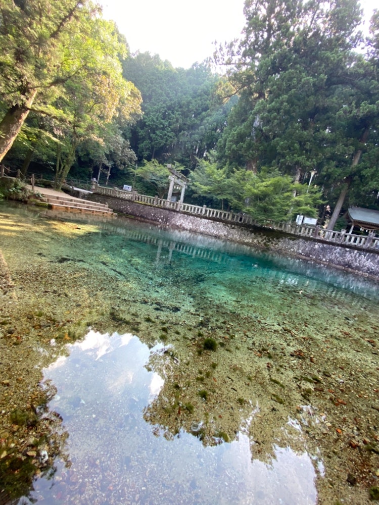 [相片1]📍 宫， 山口别府弁天池泉水⊿ 地理位置清澈湛蓝的水是神秘美丽和高度透明的泉水，被选为日本100个最佳水之一。这是我第一次去泉水。透明度非常漂亮，相当漂亮。这个池塘里有小鱼在游泳，这是一个非常放松的地