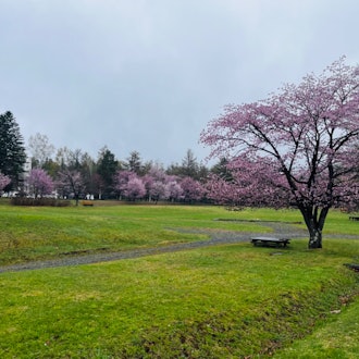 [이미지2]가리카치 고원 공원은 비가 약하게 내리지만 벚꽃이 만개합니다.#홋카이도#도카치#신토쿠조#신토쿠 관광 협회#가리카치 고원 공원#만개한 벚꽃#Prunus sargentii (에조 벚나