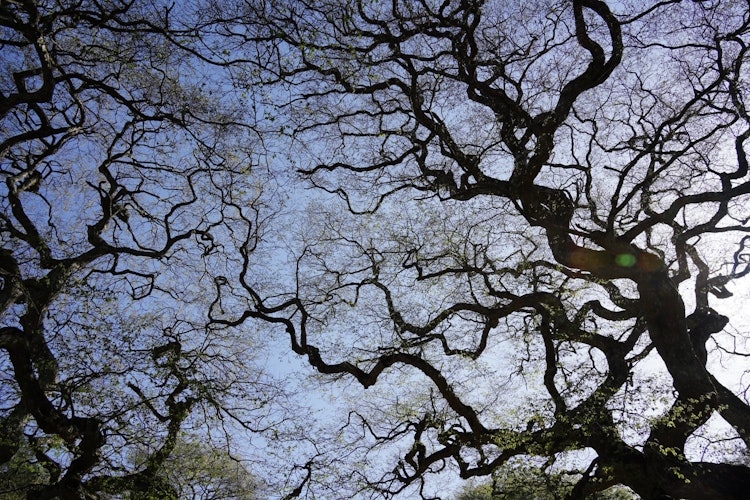 [이미지1]히로시마현 기타히로시마초 오아사에서 야생으로 자라는 주둥이 서어나무 군락입니다.삐걱 거리고 엉성한 나무 모양이 눈길을 끈다. 마치 마법의 세계에 발을 들여놓는 것 같습니다.솟아나다