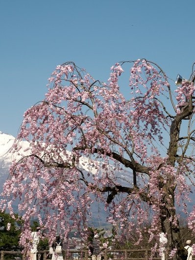 [Image1]We went to the cherry blossom festival in Hirosaki, which is said to be the best in the Japan, and t