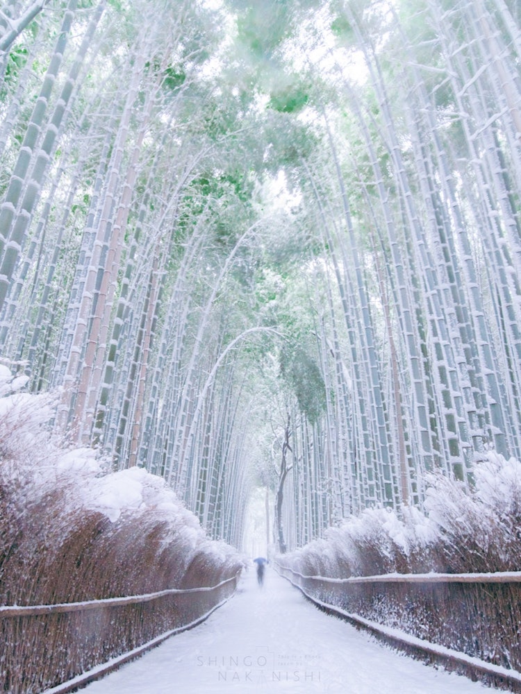 [Image1]Arashiyama, Kyoto.A small path in a bamboo forest that is usually crowded with many tourists.A day w