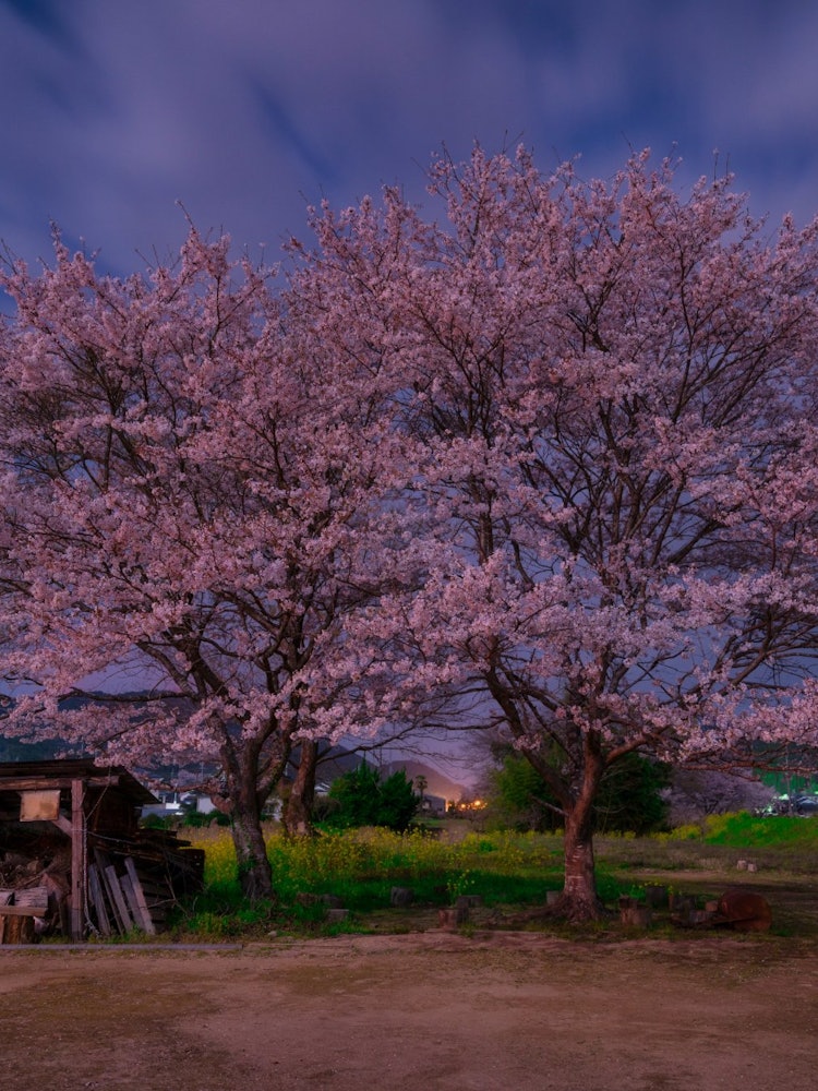 [Image1]Cherry blossoms cuddling like a couple found by chance in Shiso City, Hyogo PrefectureI like the che