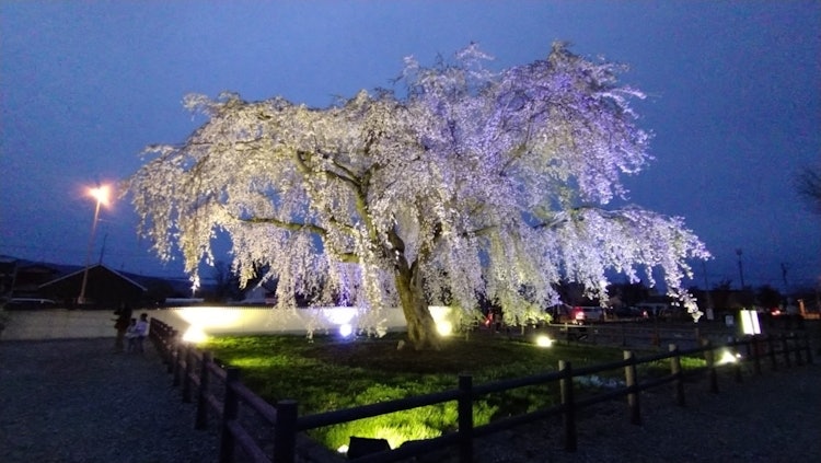 [画像1]ライトアップした法亀寺のしだれ桜🌸前回の投稿は昼間の写真だったので、同じ角度の写真を選びました！ライトアップしたら更に綺麗ですよね🥹