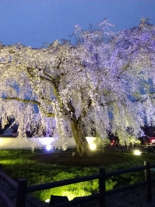 [Image1]Shidarezakura (weeping cherry blossoms) at Hokame 🌸 Temple lit upMy last post was a daytime photo, s