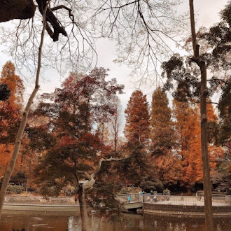 [이미지1]주말에 이노카시라 온시 공원에 갔는데 정말 아름다웠습니다. 나뭇잎은 모두 다른 색이었고 우리는 근처에서 정말 맛있는 음식을 얻을 수있었습니다