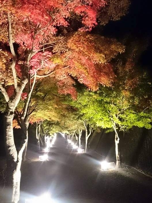 [Image1]Fujiyoshida's Maple FestivalTunnel of illuminated autumn leaves