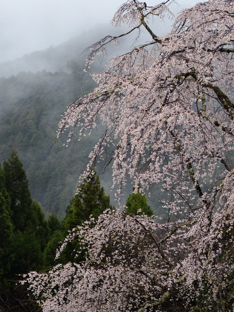 [Image1]I think that the drooping cherry blossoms of Prince Fushikai are a healing landscape for those who w