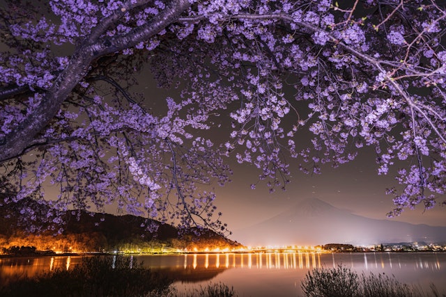 [Image1]河口湖畔にて夜中の夜と満開桜夜にも桜が綺麗です山梨県富士河口湖町河口湖畔
