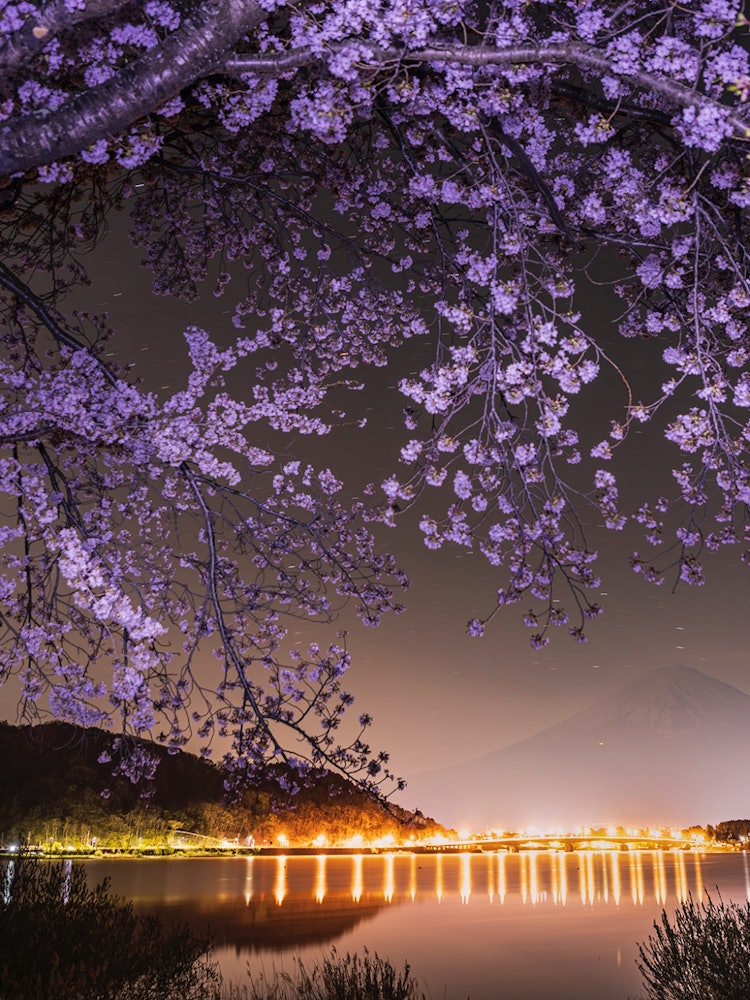 [Image1]Midnight and cherry blossoms in full bloom on the shore of Lake KawaguchiThe cherry blossoms are bea