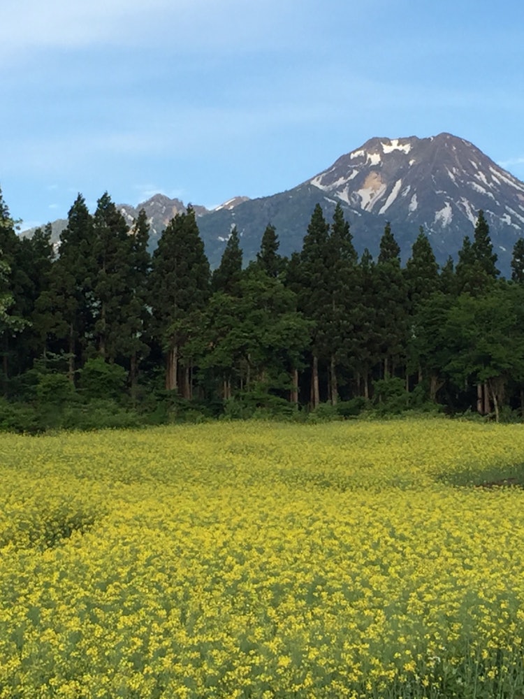 [Image1]It is a rapeseed field of Mt. Myoko with residual snow and Odobara. In Myoko, a heavy snowfall area,