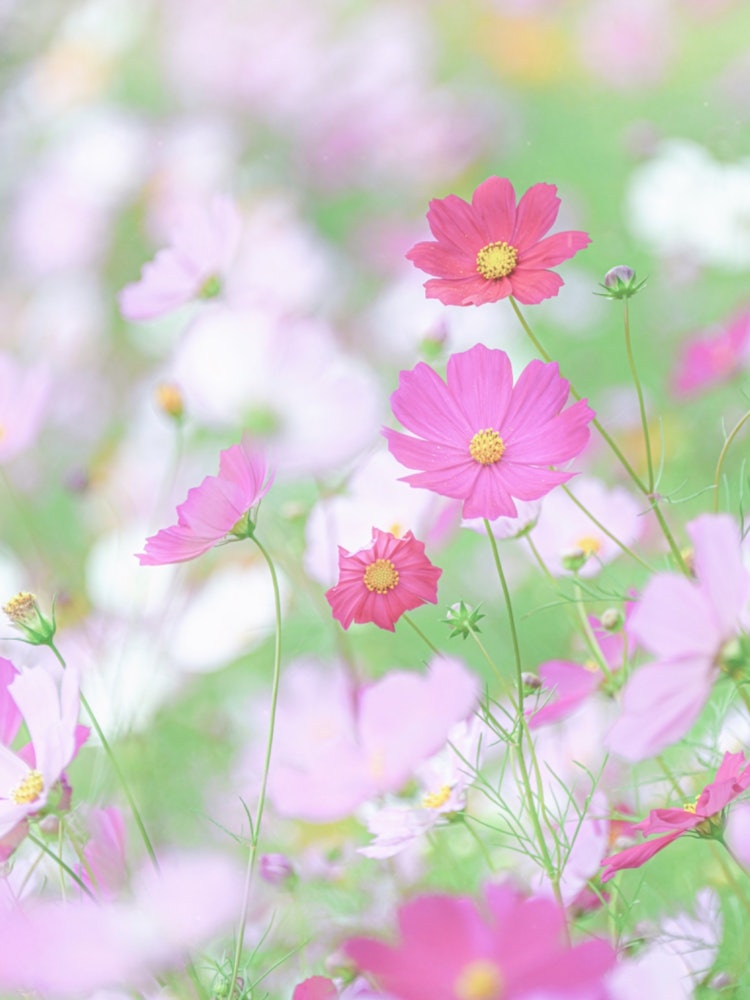 [이미지1]히로시마 세라조　(히로시마의 추천 명소)#플라워 스테이션 세라 👈 @hananoekisera 가을 꽃 축제는 11/5까지이른 아침 10/31까지 개장플라워 스테이션 세라(Flowe