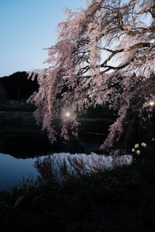 [相片2]当我去拍樱花和星星的照片时，它被照亮了，所以当我第二天回来时，月亮很胖，效果不好包含第三张照片是一个巧合，但有点故事感（？ ）已被添加，我喜欢它・地点（1）福岛县，福岛市，松川町，金泽深泽32吉水樱花