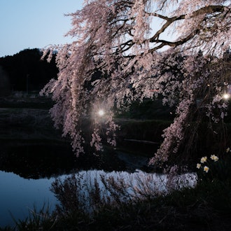 [相片2]當我去拍櫻花和星星的照片時，它被照亮了，所以當我第二天回來時，月亮很胖，效果不好包含第三張照片是一個巧合，但有點故事感（？ ）已被添加，我喜歡它・地點（1）福島縣，福島市，松川町，金澤深澤32吉水櫻花