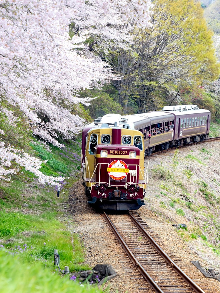[相片1]無軌電車「渡良瀨谷」和櫻花綠， 群馬縣
