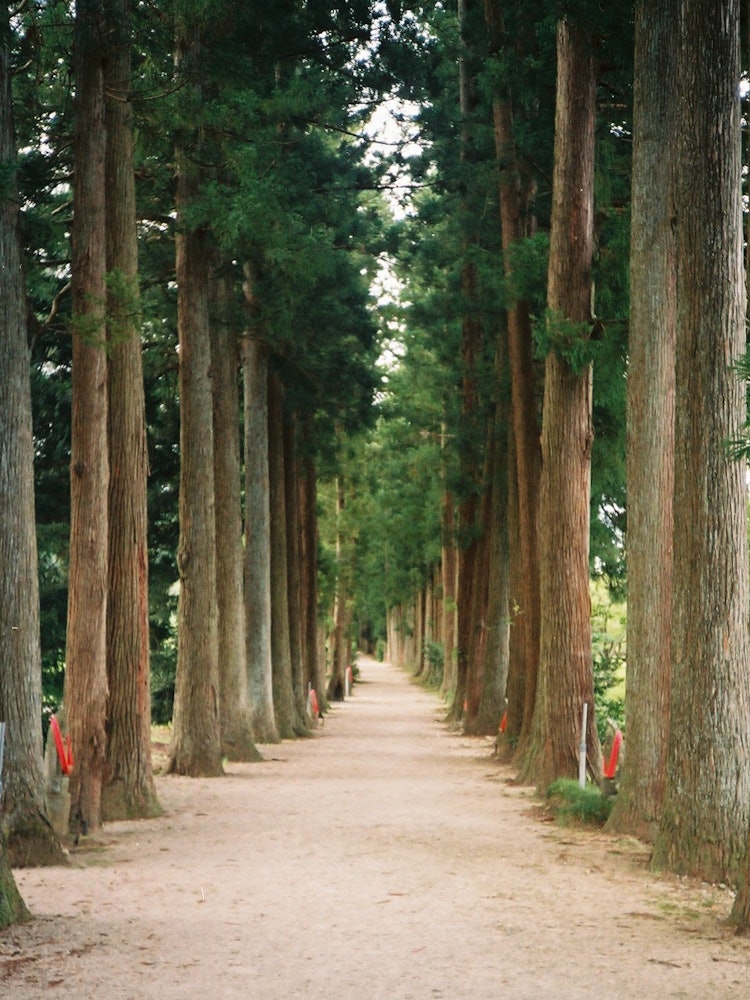 [Image1]It is a temple of eyes in Kamiichi, Toyama Prefecture.It is a row of cedars in Toga.
