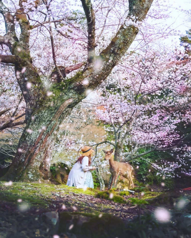 [相片1]宫岛， 廿日市， 广岛（广岛推荐景点）#宫岛 👈 @miyajima_tourist_association 宫岛樱花下的鹿🦌海贼王 📸这是一个可爱的小鹿斑比，对一个能读懂拍摄气氛的模特很粘。