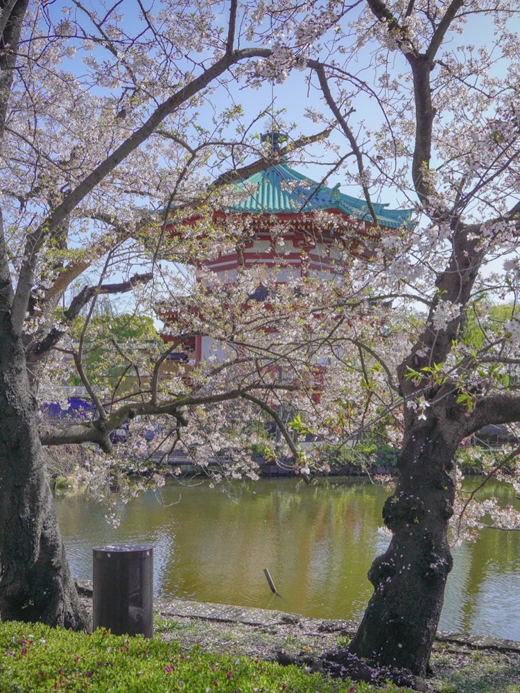 [相片1]地点：忍池周边一张优雅的照片那是🌸日本的场景。