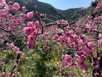[画像1]蓮台寺しだれ花桃が見頃になりました(⋈◍＞◡＜◍)。 ✧🎵４月７日まで開催の「しだれ桃の里まつり」の開花が🌸見頃🌸を迎えました！濃いピンクや薄いピンク、白の花花が枝垂れていて、とても美しい光景となって