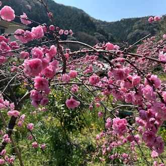 [Image1]Rendaiji Weeping Flower Peaches are now in full bloom (⋈◍>◡