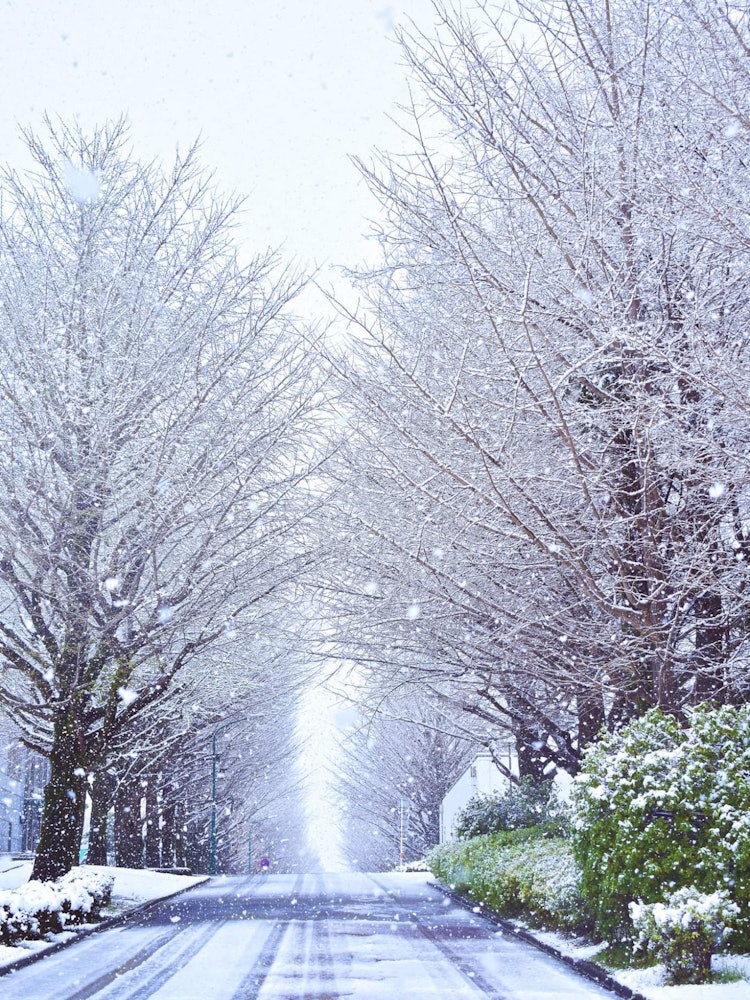 [Image1]A symmetrical ginko alley on a snowy days in Saitama prefecture. The photo was taken in Wako city.
