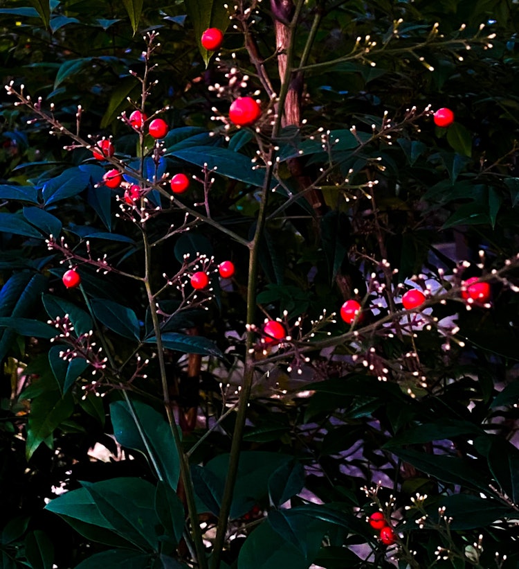 [画像1]2023年1月3日 火曜日 早朝ご覧いただきありがとうございます。生まれ育った地域の雑木林の日々を写真で残しています。お正月の静寂の中まだ日が昇る前の雑木林の片隅に、真っ赤な木の実と線香花火のような木
