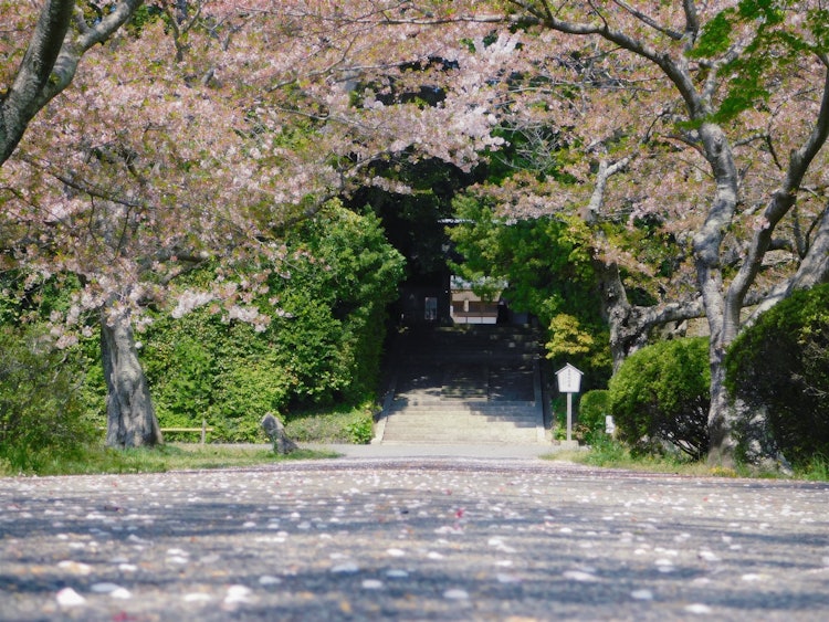 [相片1]我去了山口县宇部市的Soneji Temple。对不起，樱花盛开了，但通往寺庙的路上到处都是樱花花瓣，感觉自己好像从上到下都被樱花包围了。