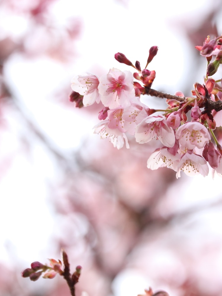 [相片1]富山縣立中央植物庭園早開的櫻花盛開了太美了