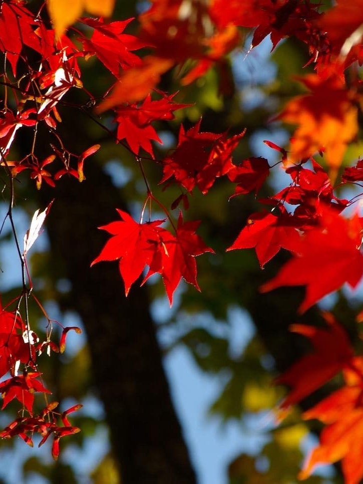 [相片1]当我在夕张采摘红叶时，我发现了美丽的红色秋叶！ 我拍了一张照片。