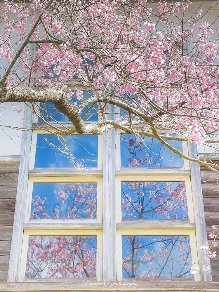 [画像1]今はもう見れない桜🌸少し前に校舎が取り壊されて二度と見ることの出来なくなった風景🥺✨