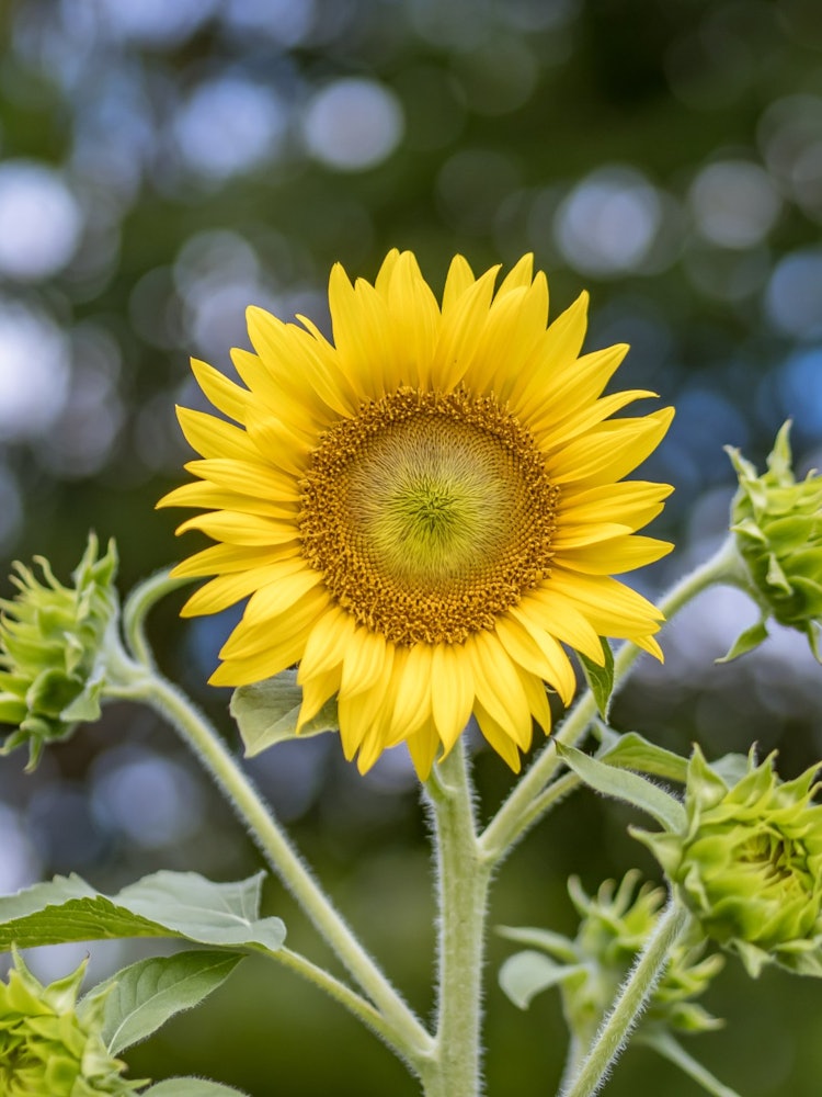 [Image1]Speaking of summer, you can't miss the sunflowers.