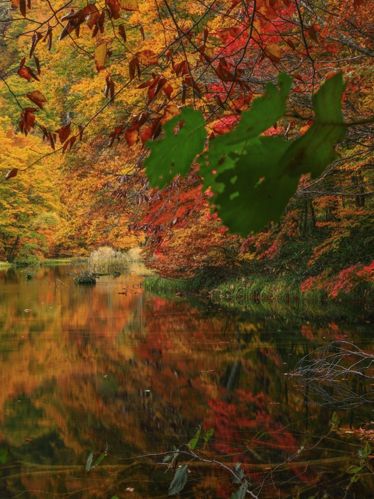 [Image1]This is the autumn foliage scenery around Tsutanuma near Tsuta Onsen in Aomori Prefecture. It is a s