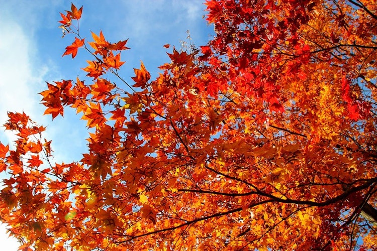 [画像1]#beautifuldestination #mapleleaf #紅葉 #instaphoto #autumn#秋 #drive #ドライブ #はなまっぷ紅葉#niceview #breathtak