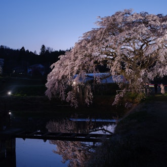 [相片1]当我去拍樱花和星星的照片时，它被照亮了，所以当我第二天回来时，月亮很胖，效果不好包含第三张照片是一个巧合，但有点故事感（？ ）已被添加，我喜欢它・地点（1）福岛县，福岛市，松川町，金泽深泽32吉水樱花