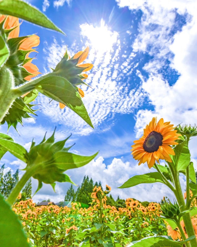 [相片1]广岛色良（广岛推荐景点）#世良高原农场👈 @serakogenfarm 一朵📸向🌻日葵仰望天空欢欣鼓舞蓝天和云朵图案也很漂亮！ 😊公园已🌻延长至8月23日。