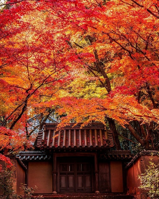 [画像1]岡山県総社市にある宝福寺の紅葉が綺麗です。